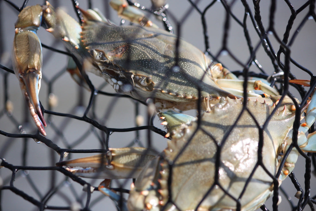 Best Bait for Recreational Traps: Lobster, Green Crab, Blue Crab & Eel