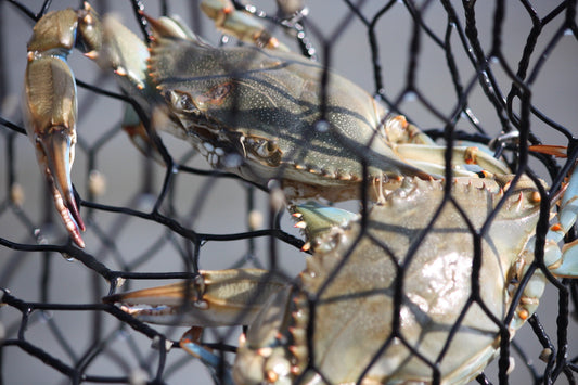 Best Bait for Recreational Traps: Lobster, Green Crab, Blue Crab & Eel