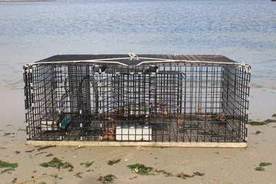 Fish Traps
