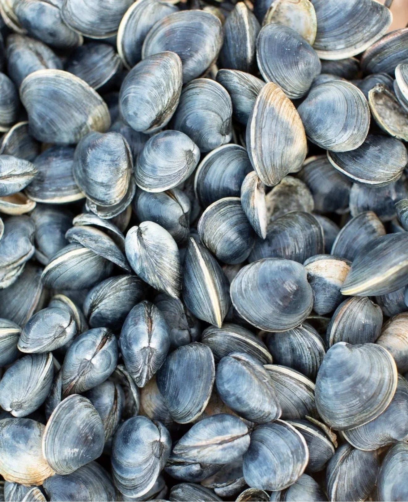 Clam Aquaculture