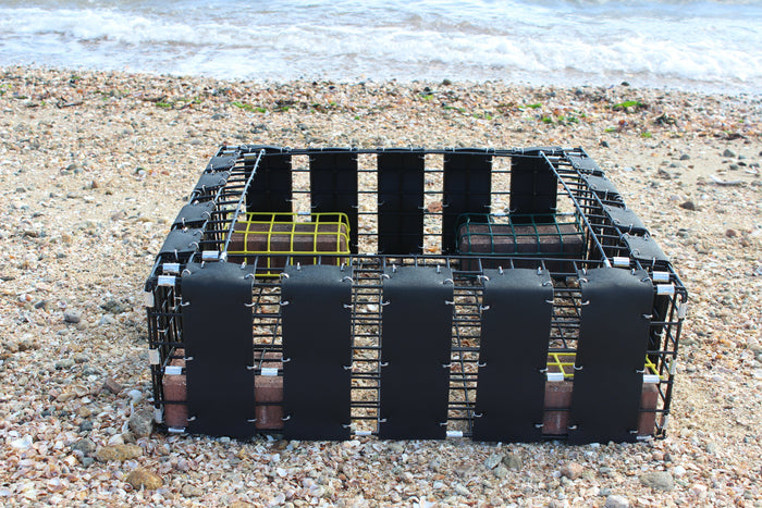 Conch Traps