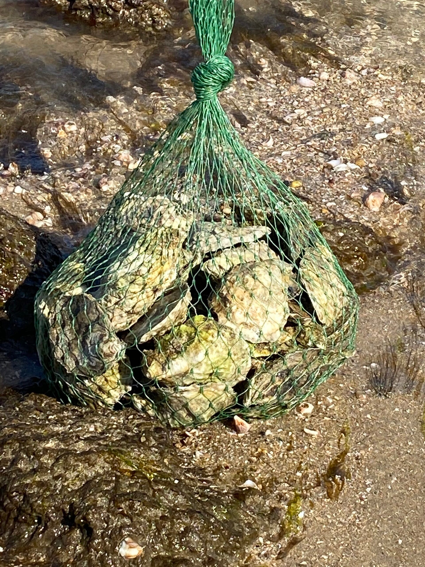 Oyster/Shellfish Packaging - Tubular Plastic Netting Rolls - 1000ft