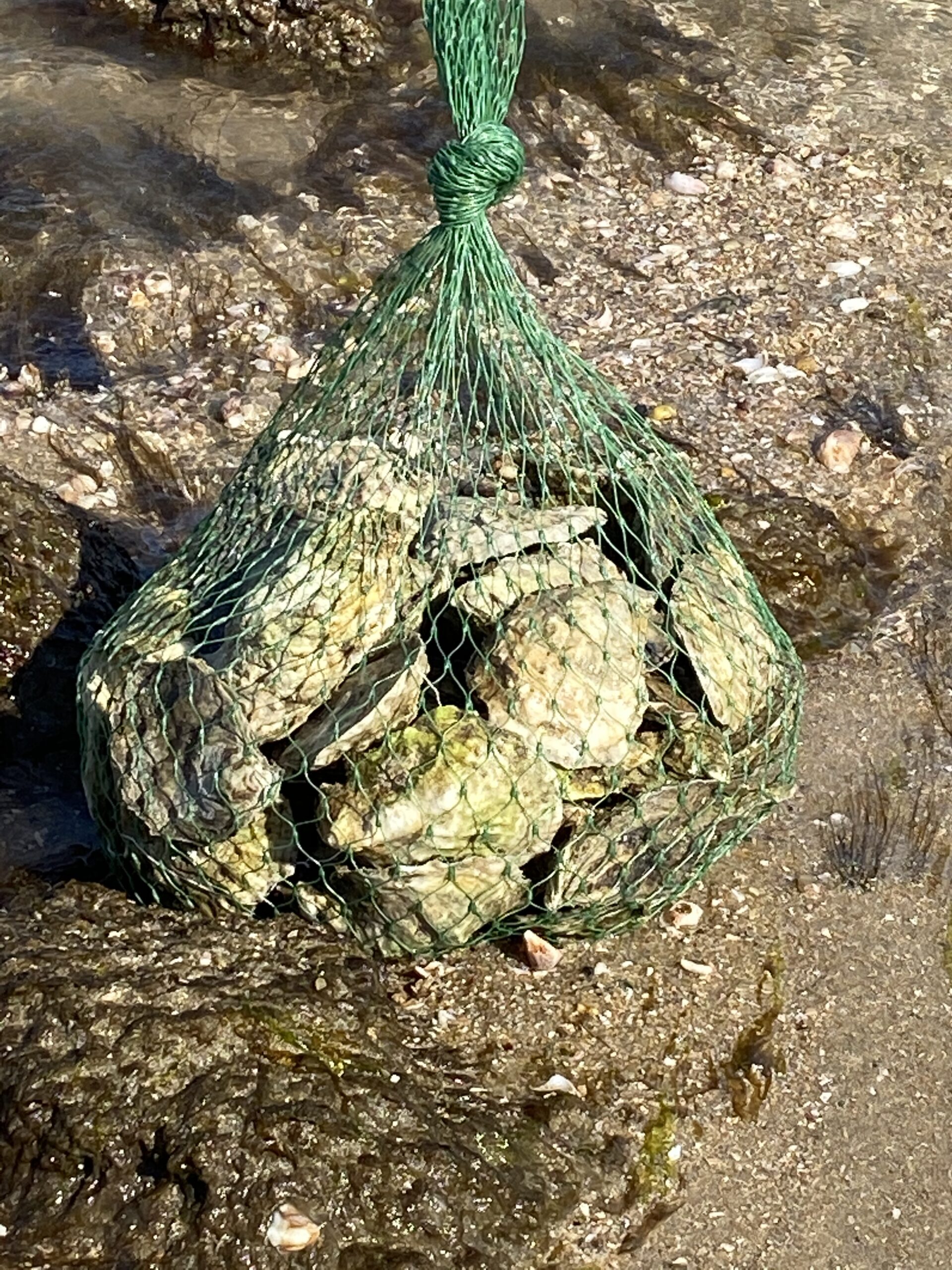 Oyster/Shellfish Packaging – Tubular Plastic Netting Rolls – 1000ft ...