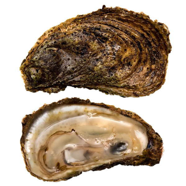 Image of a Virginica oyster grown on an oyster farm.