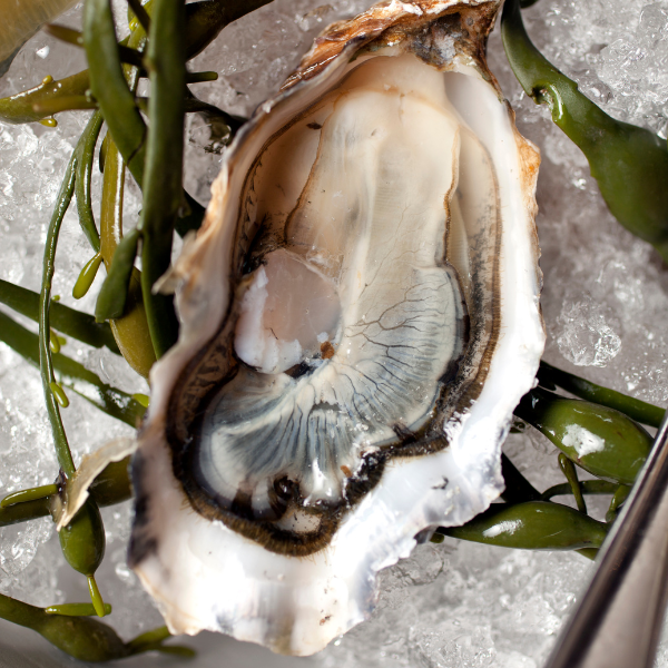 Image of a Kumamoto oyster, a delicacy in the oyster industry.