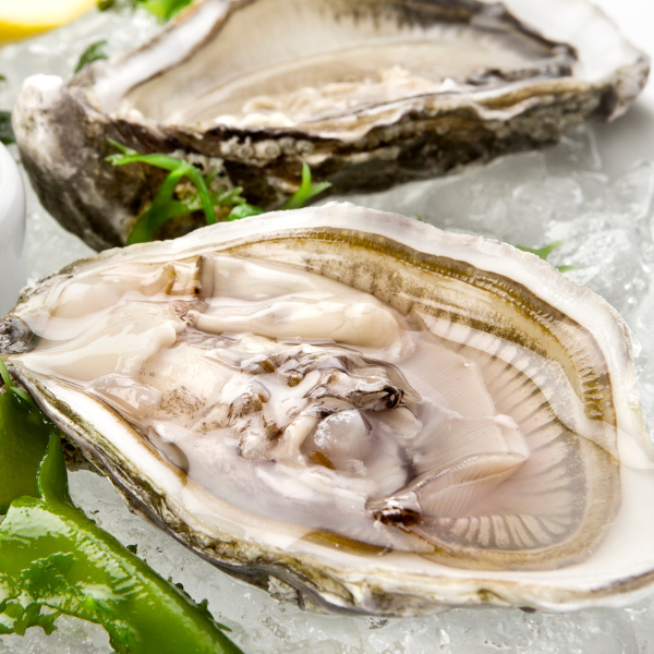 Image of a Pacific oyster, the majority of the state's oyster population.
